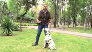 ¿Como Usar La Correa Con Cachorros?