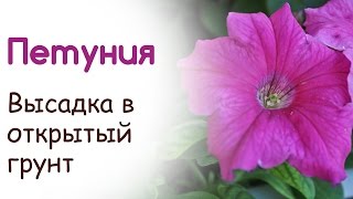 Высадка петуний в открытый грунт. Создание клумбы из петуний