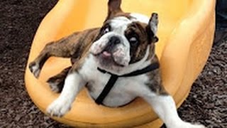 Perros Jugando en Toboganes - Videos de Risas - Perros Chistosos