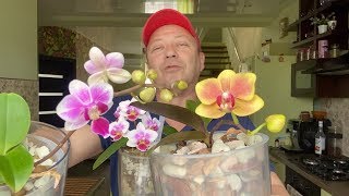 орхидеи МЕЛКОМ ОКРАШЕННЫЕ полезности для орхидей
