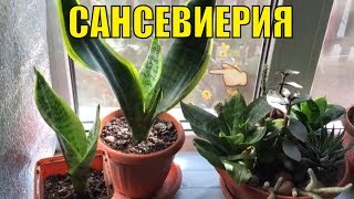 Сансевиерия. Уход и размножение.