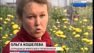Выпуск от 6.11.2015 (20:35), "Вести-Иркутск"