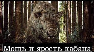 Версус! Кабан - ярость и мощь дикого зверя!