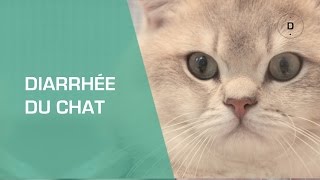 Diarrhée du chat - Animaux