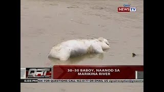 QRT: 30-50 baboy, naanod sa Marikina river