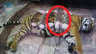 5 Animales Salvajes que Adoptaron otros Animales