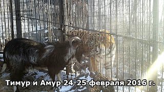 Тимур и Амур 24-25 февраля 2016 г.