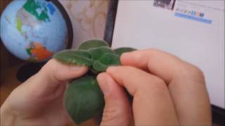 Фиалка. Как удалять пасынки у детки фиалки. Для новичков.