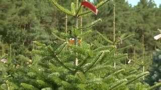 Tipps zum Weihnachtsbaum – Blatt und Blüte Tipp der Gartenwelt Dauchenbeck