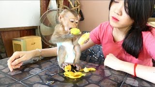 Baby Monkey Dodo Happy To Eat Banana