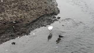 Snowy Egret (egretta thula)