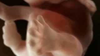 Как происходит зачатие и развитие ребёнка