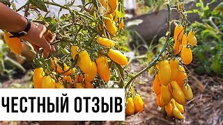 Томат банановые ноги: мой отзыв