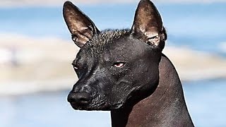 Comprano Un Cane Ma Quando Lo Vede, Chiama La Polizia!