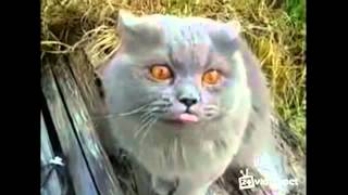 Разговаривающие коты.