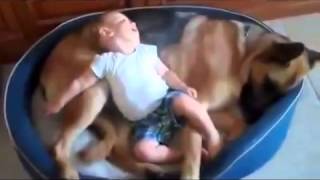 Лучшие приколы про собак с детьми