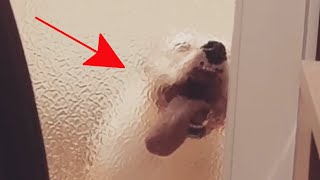 My Pet is Dumb: Pet Fails | FailArmy