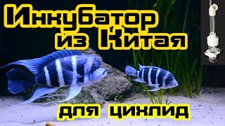 Инкубатор для аквариумных рыб с алиэкспресс
