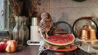 Совы утром не спят! Утренние заботы и возня