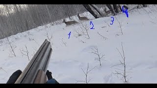 Охота. 4 косули на 2 патрона.  Hunting. 4 roe deer on 2 cartridges.
