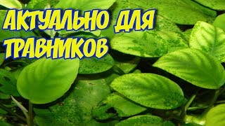 КСЕНОКОКУС в аквариуме! Зеленые точки на стеклах и листьях растений! Как я с ним боролся!