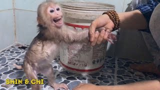 Monkey baby Shin New Diaper Change, wash Clean and Wear new Diapers