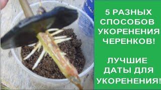 КАК УКОРЕНЯТЬ #ЧЕРЕНКИ? ПЯТЬ СПОСОБОВ #УКОРЕНЕНИЯ ЧЕРЕНКОВ! ЛУЧШИЕ ДНИ ПО #ЛУННОМУ КАЛЕНДАРЮ 2020 г.