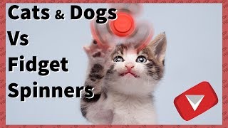 Cats and Dogs vs Fidget Spinners Compilation [Funny] (TOP 10 VIDEOS)