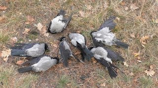 Это война! Осень - начало боевых действий (Pest Control).