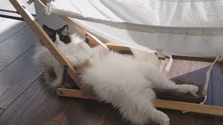 Fluffy Cat In Funny Positions- Timo the Ragdoll Cat