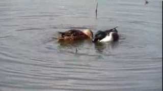 Romantic Duck Mating Dance?