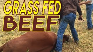Grass Fed Beef Slaughter