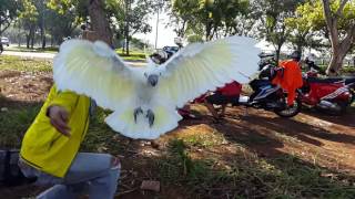 Cockatoo free flight fly Kakatua Jambul kuning