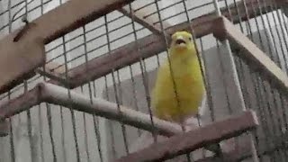 ? Песня Канарейки ? Canary singing