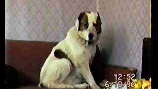 Сука САО (алабая), Саула. Видео из архива питомника "Туркмен Кала"а