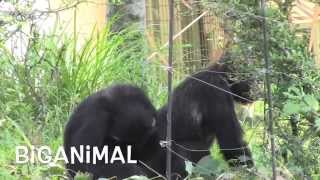 Amazing animal. Mystery of life