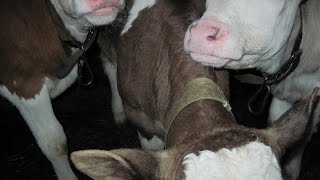 Рацион кормления телят в 2 месяца