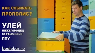 Сбор прополиса 10 рамочный  улей ППУ Нижегородец