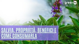 Salvia, proprietà, benefici e come consumarla