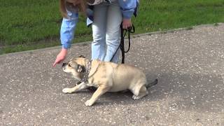 Дрессировка щенка ка де бо. Начало обучения. http://dogclass.ru/