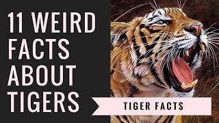 Tiger Facts and Information | Interesting Facts About Tigers