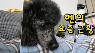 헨의 요즘 근황/실버푸들 강아지 일상