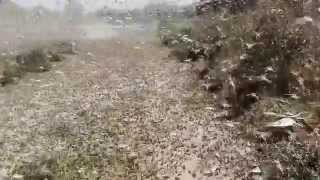 Нашествие саранчи на село Ачикулак 28.07.2015