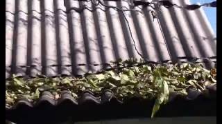 Уборка опавших листьев ореха