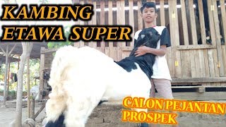 KAMBING ETAWA SUPER - Calon Pejantan Prospek