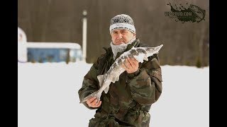 Ловля осетра.Ловля осетра зимой на платном пруду. Зимняя ловля осетра.