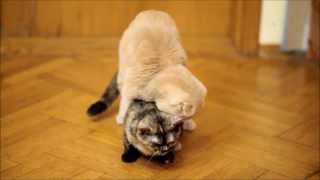 Прикольные кошки 10 (спаривание кошек). Cats mating.
