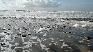(CC) A Low Profile Introduction to Waves at a California Beach (Full Screen)