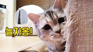 지치지않는 에너자이저 먼치킨 고양이