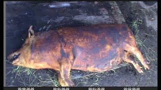 Смажений кабанчик / Lubrication hog